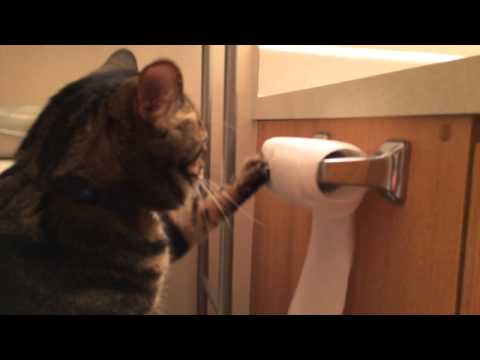 video gatto carta igienica