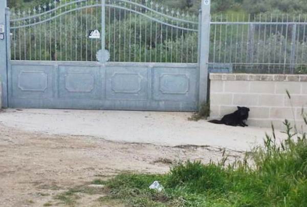 Cane buttato fuori casa vive accanto cancello