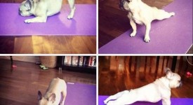 yoga