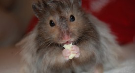 ricetta per criceti