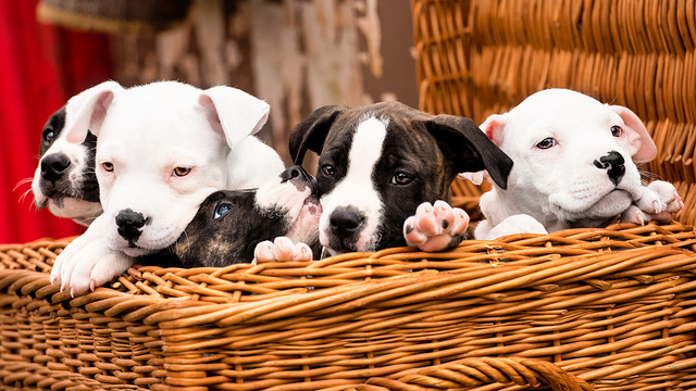 cuccioli di pitbull