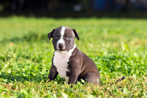 Cuccioli di Pitbull