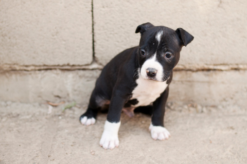 Cuccioli di Pitbull