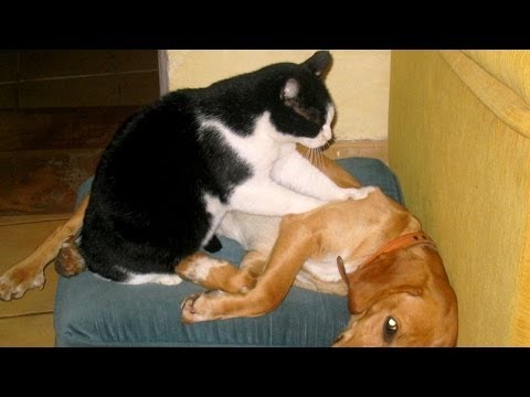 gatti che massaggiano cani