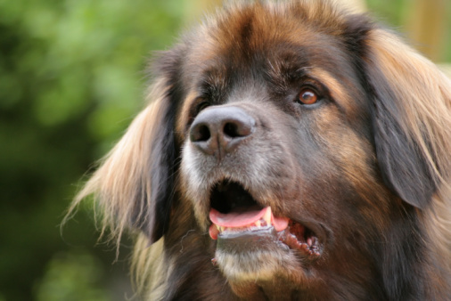 leonberger