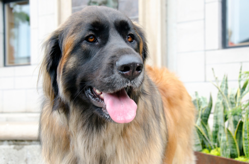 Leonberger