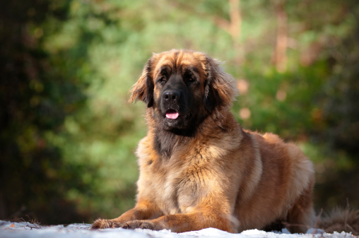 leonberger