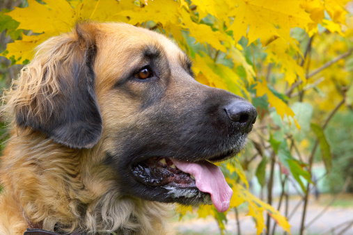 Leonberger