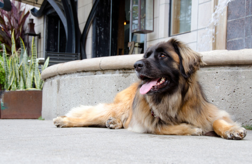 Leonberger 