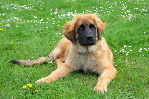 leonberger