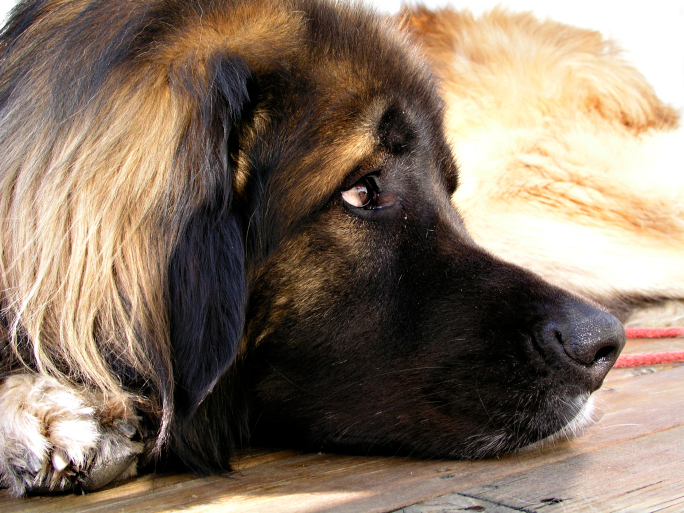 leonberger