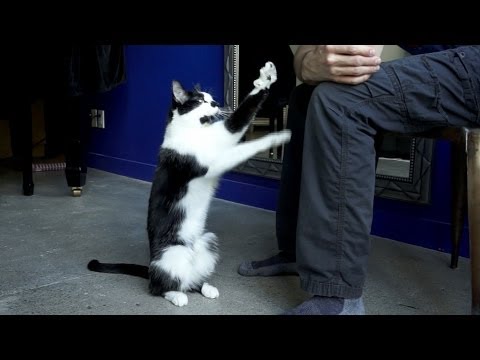 video gatto bisognoso attenzioni