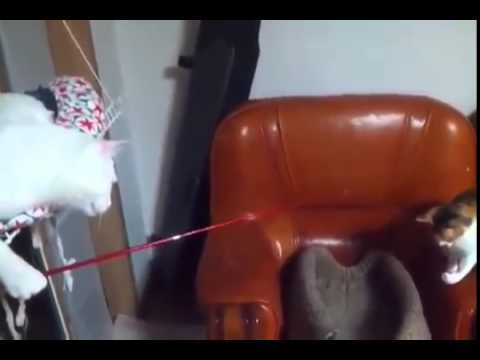 video gatto pescatore felini