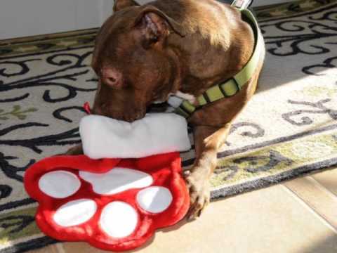 Video Pit bull abbandonato rifiuti rinato