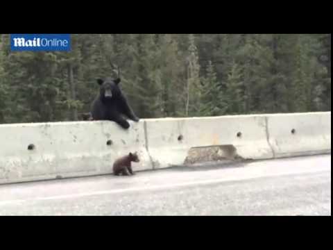 Video mamma orsa salvataggio coraggioso