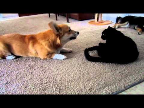 Video Welsh Corgi fa 4 chiacchiere gatto