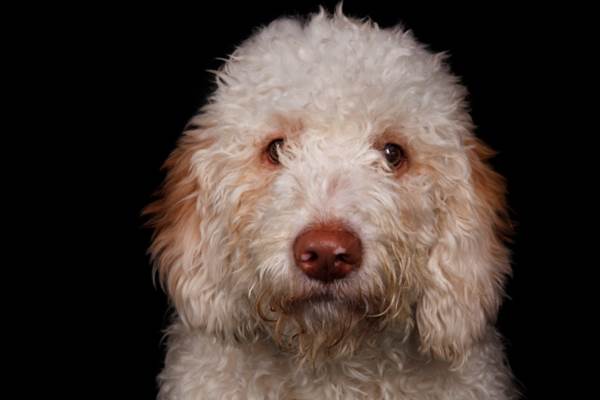 cane adottato pronto soccorso Prato