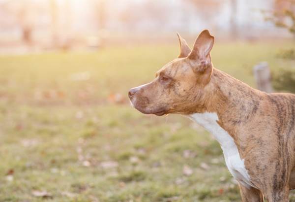 cane Margot talento disc-dog