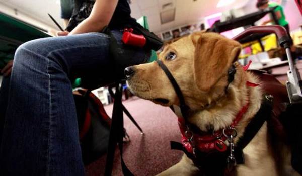 Cane aiuta ragazza epilettica finire studi