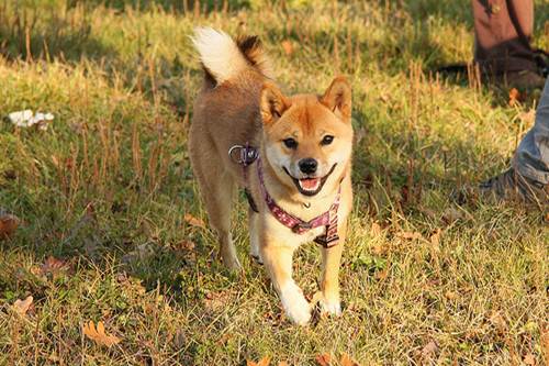 Shiba Inu salva bimbo attacco orso