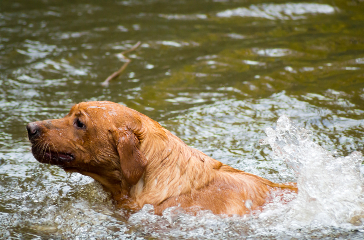 Cane caduto in dirupo