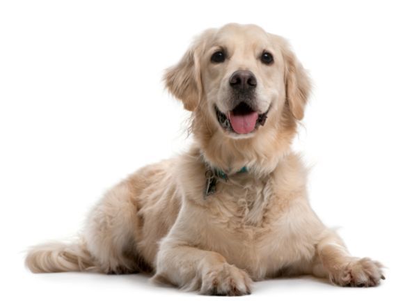 Pet Therapy cani reumatologia Firenze