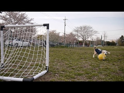 Video Beagle pronto Mondiali calcio