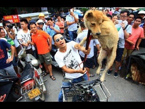 video cane torturato mercato cinese