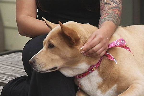 Cane abbandonato scritta pelo Ho bisogno casa