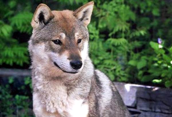 Shikoku Inu carattere allevamento