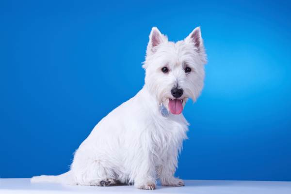 West Highland Terrier Westie carattere allevamento