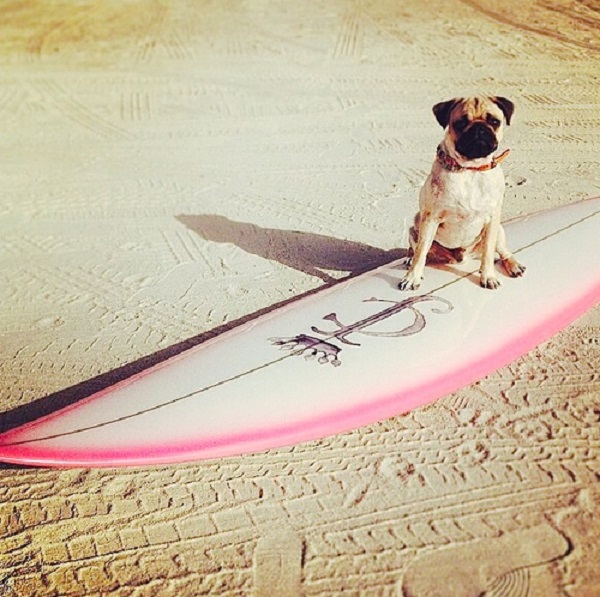 cane che fa surf