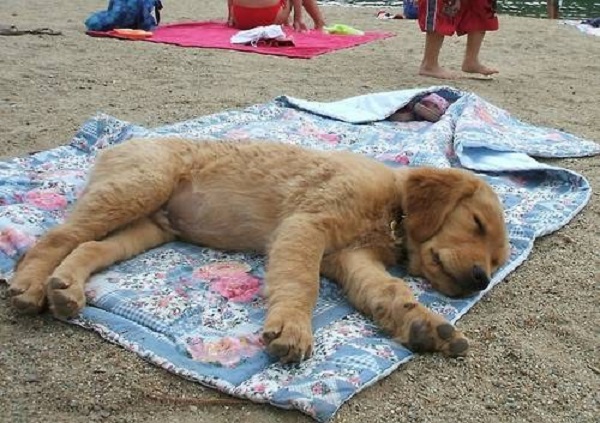 cane dorme spiaggia