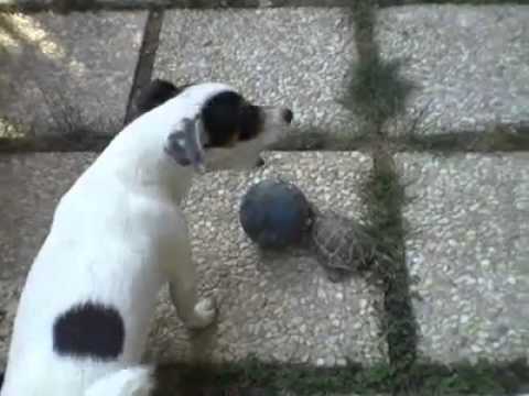 Cane e tartaruga