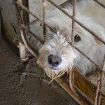 restituire il cane al canile