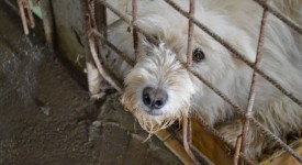 restituire il cane al canile