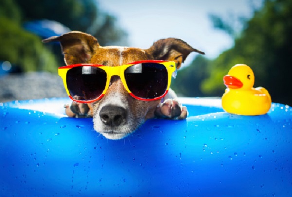 cane occhiali da sole