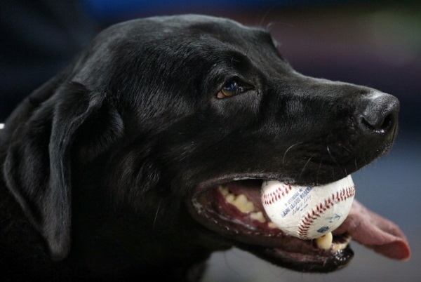 Minnesota Twins v Toronto Blue Jays