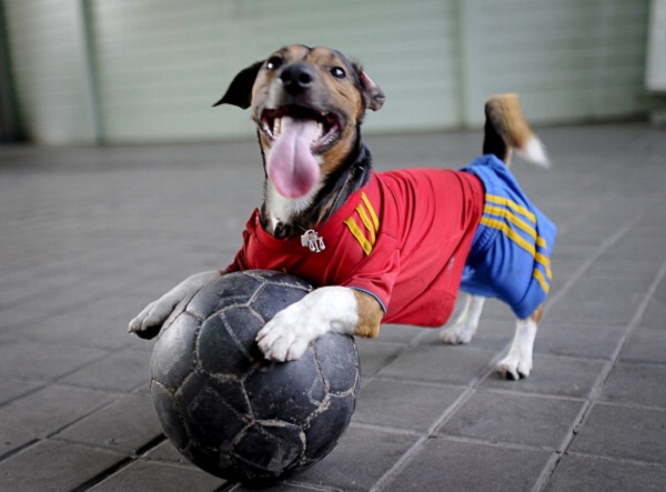 A dog dressed as a supporter of the Span