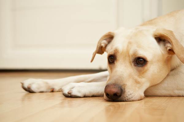 Come educare cane stare solo casa