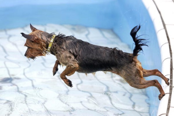 Daisy, a Yorkshire Terrier, take a dive