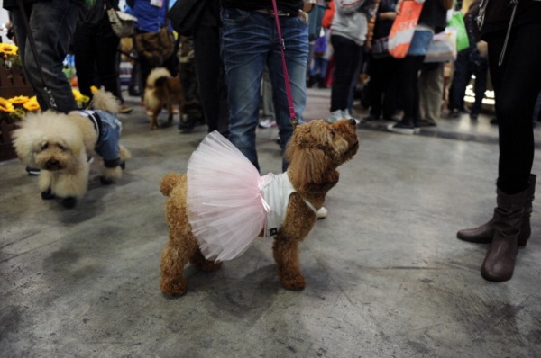 HONG KONG-ECONOMY-PETS