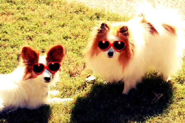 cani occhiali da sole cuore