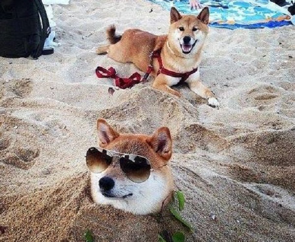 cani sabbia