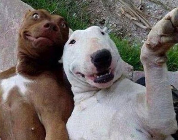 cani selfie