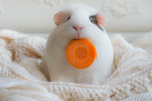 cavia