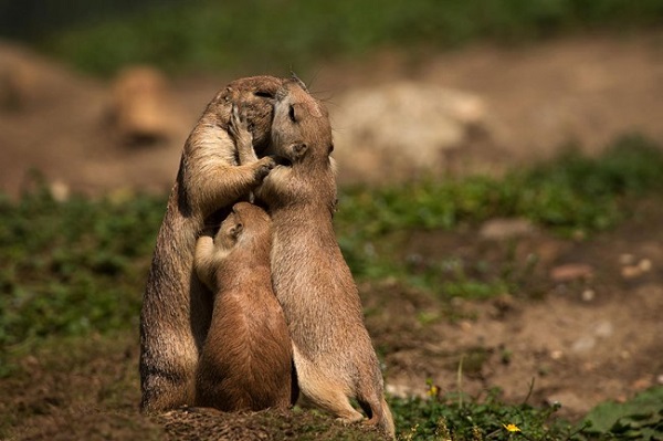 famiglia marmotte