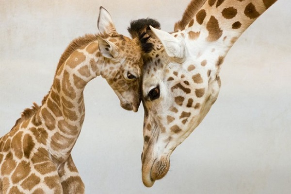 giraffe bacio