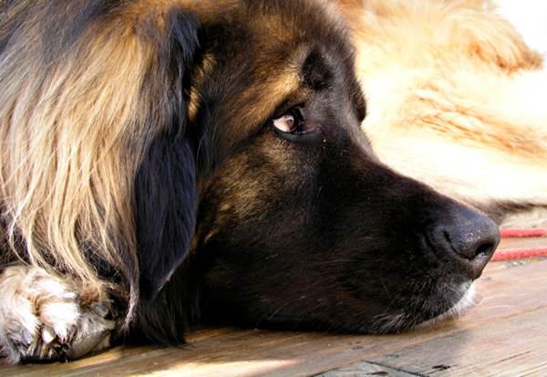 cane ucciso bastonate turista fotografa tutto