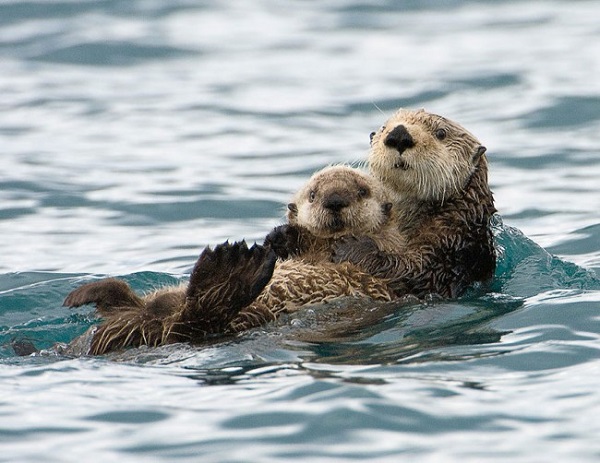 marmotte abbraccio fiume